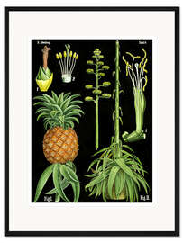 Gerahmter Kunstdruck Ananas (Ananas comosus), 1890