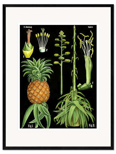 Impressão artística com moldura Pineapple (Ananas comosus), 1890