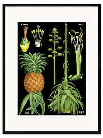 Inramat konsttryck Pineapple (Ananas comosus), 1890