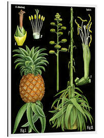 Magnettafel Ananas (Ananas comosus), 1890