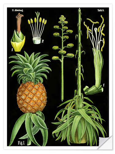 Selvklebende plakat Pineapple (Ananas comosus), 1890