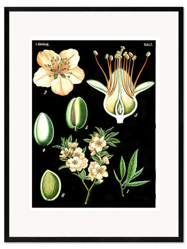 Impresión de arte enmarcada Almond (Prunus Amygdalus), 1890