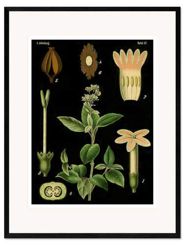 Framed art print Quinine Tree (Cinchona Calisaya), 1890