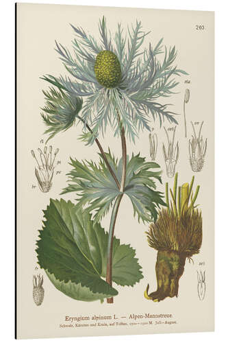 Stampa su alluminio Alpine Sea Holly (Eryngium alpinum)