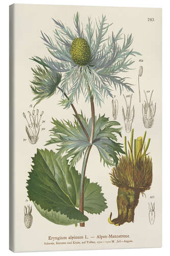 Canvas print Alpine Sea Holly (Eryngium alpinum)