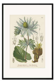 Gerahmter Kunstdruck Alpen-Stechpalme (Eryngium alpinum)