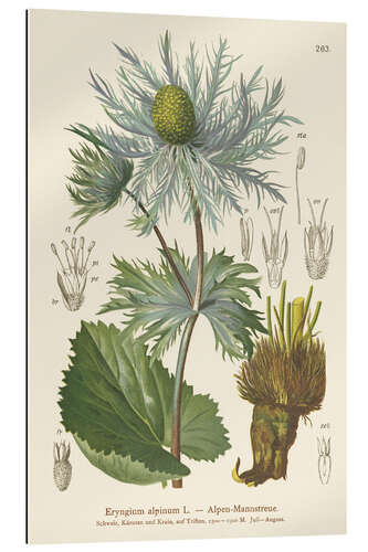 Gallery print Alpine Sea Holly (Eryngium alpinum)