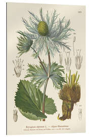 Galleriprint Alpine Sea Holly (Eryngium alpinum)