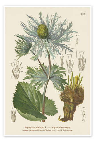 Poster Alpine Sea Holly (Eryngium alpinum)