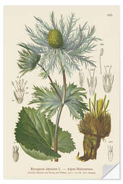 Selvklebende plakat Alpine Sea Holly (Eryngium alpinum)