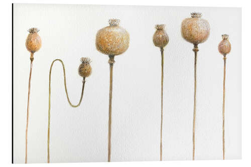 Aluminium print Dried Poppies