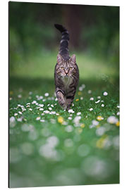 Tableau en aluminium Tabby cat goes for a walk