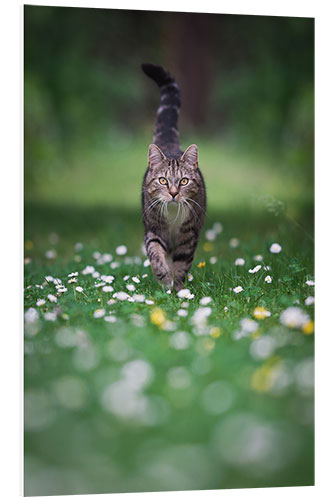 Bilde på skumplate Tabby cat goes for a walk