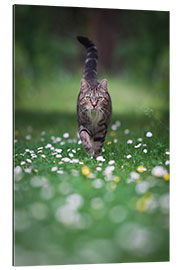 Galleritryk Tabby cat goes for a walk