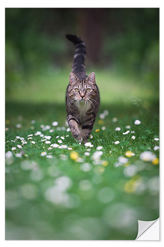 Naklejka na ścianę Tabby cat goes for a walk