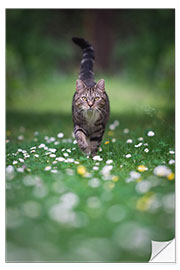 Naklejka na ścianę Tabby cat goes for a walk