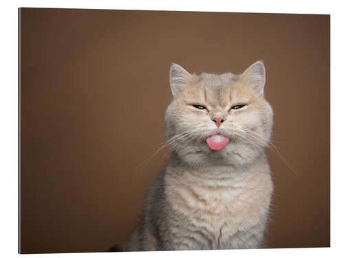 Gallery print Beige cat sticking out tongue