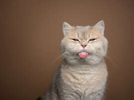 Magnettafel Beige Katze streckt die Zunge raus