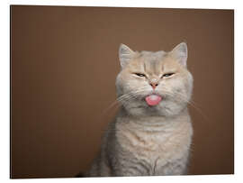 Magnettafel Beige Katze streckt die Zunge raus