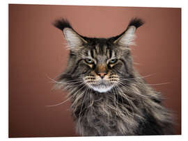 Foam board print Grumpy long-haired cat