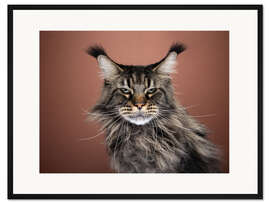 Gerahmter Kunstdruck Mürrische Langhaarkatze