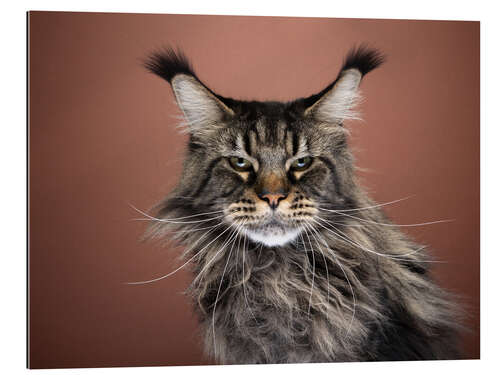 Gallery print Grumpy long-haired cat