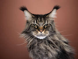 Magnettafel Mürrische Langhaarkatze