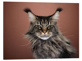 Magnettafel Mürrische Langhaarkatze