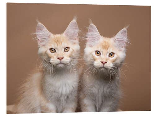 Acrylglas print Two siblings cats