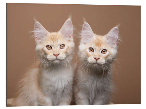 Quadro em alumínio Two siblings cats