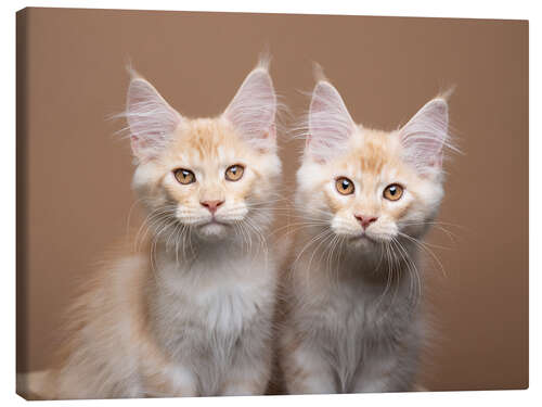 Canvas print Two siblings cats