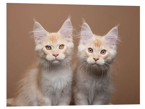 Foam board print Two siblings cats