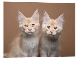 Foam board print Two siblings cats