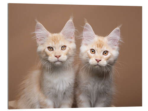 Quadro em plexi-alumínio Two siblings cats