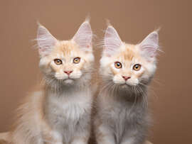 Magnettafel Zwei Geschwitzer-Katzen