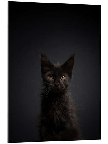 Aluminium print Young, black cat in the dark