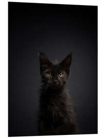 Foam board print Young, black cat in the dark