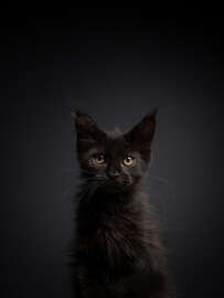 Magnettafel Junge, schwarze Katze im Dunkeln