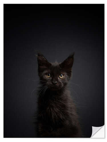 Selvklebende plakat Young, black cat in the dark