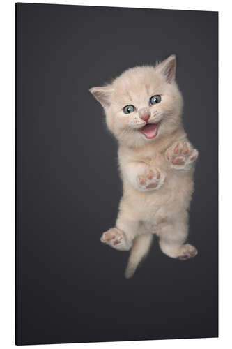 Tableau en aluminium Little meowing kitten