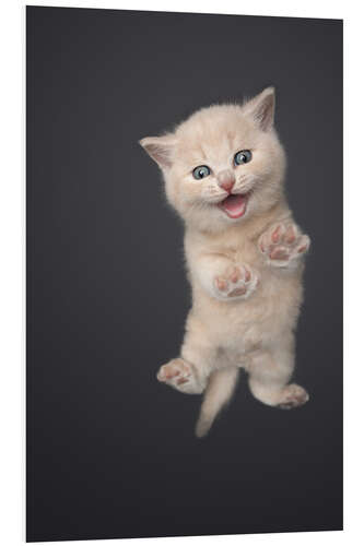 Foam board print Little meowing kitten