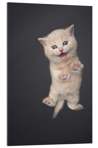 Gallery print Little meowing kitten