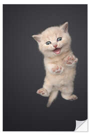 Wall sticker Little meowing kitten - FurryFritz - Nils Jacobi