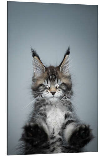 Aluminium print Long-haired cat with eyes closed