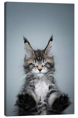 Canvas print Long-haired cat with eyes closed