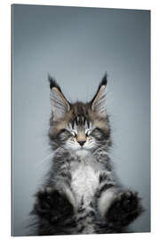 Gallery print Long-haired cat with eyes closed