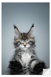 Wall sticker Long-haired cat with eyes closed