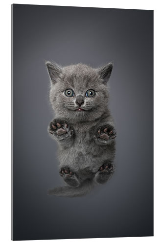 Gallery print Little grey kitten