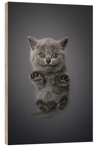 Wood print Little grey kitten