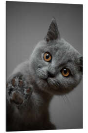 Aluminium print Pawsome British short hair